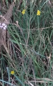 Linum maritimum, slani-travnik pri Ankaranu